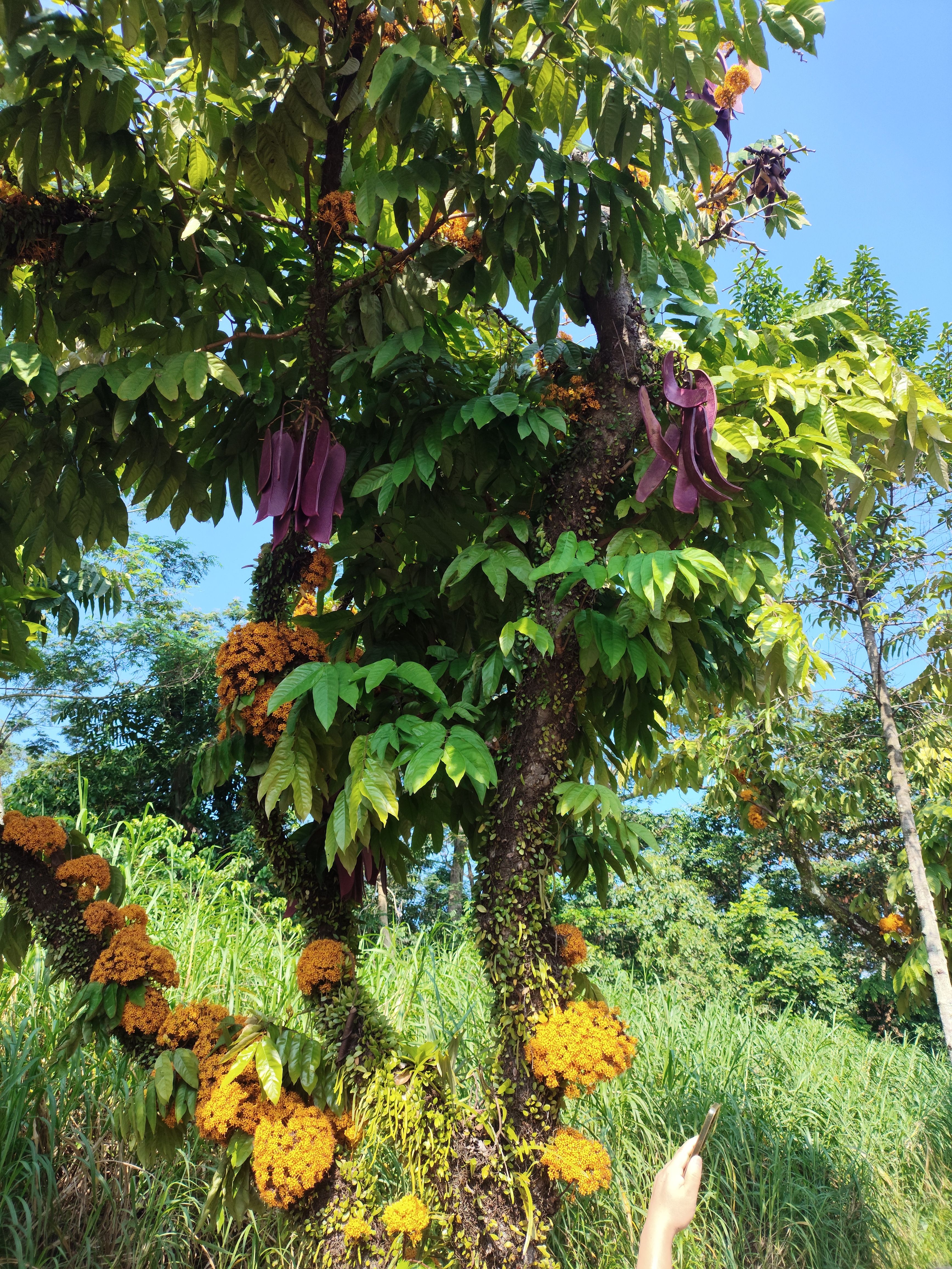Leaves on a tree