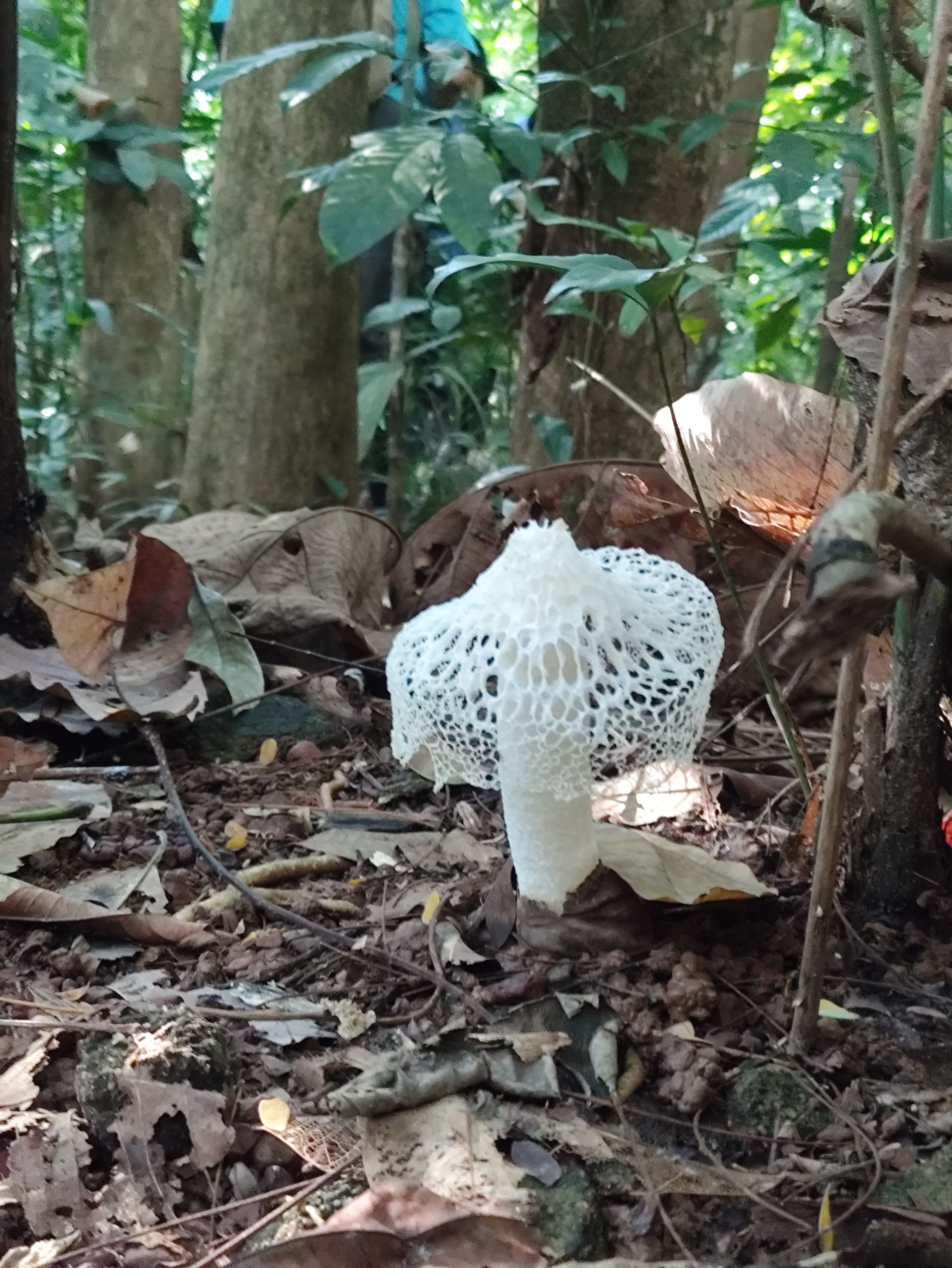 A mushroom