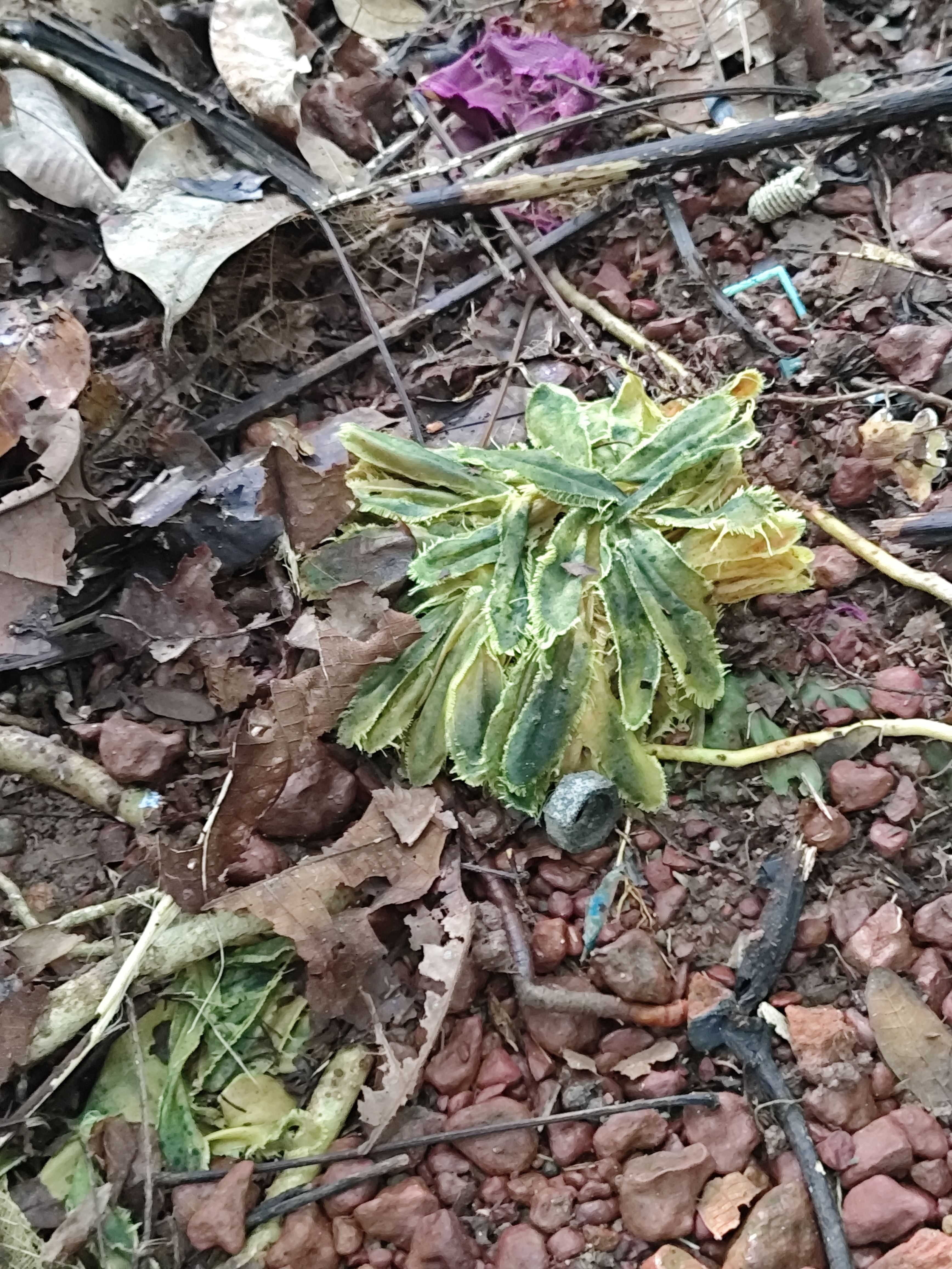 A plant or something
