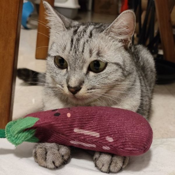 My cat