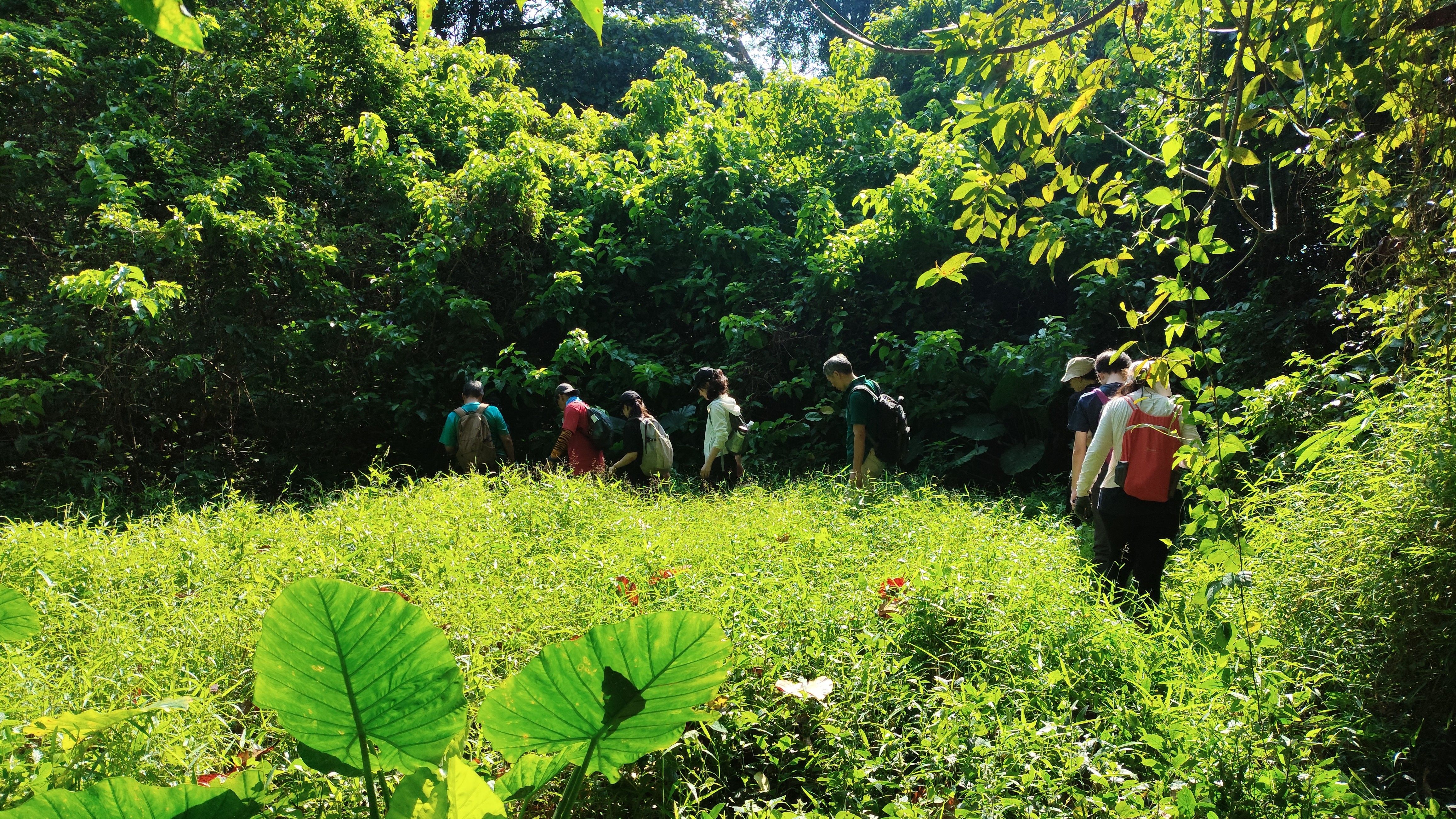 A line of people exiting the forest