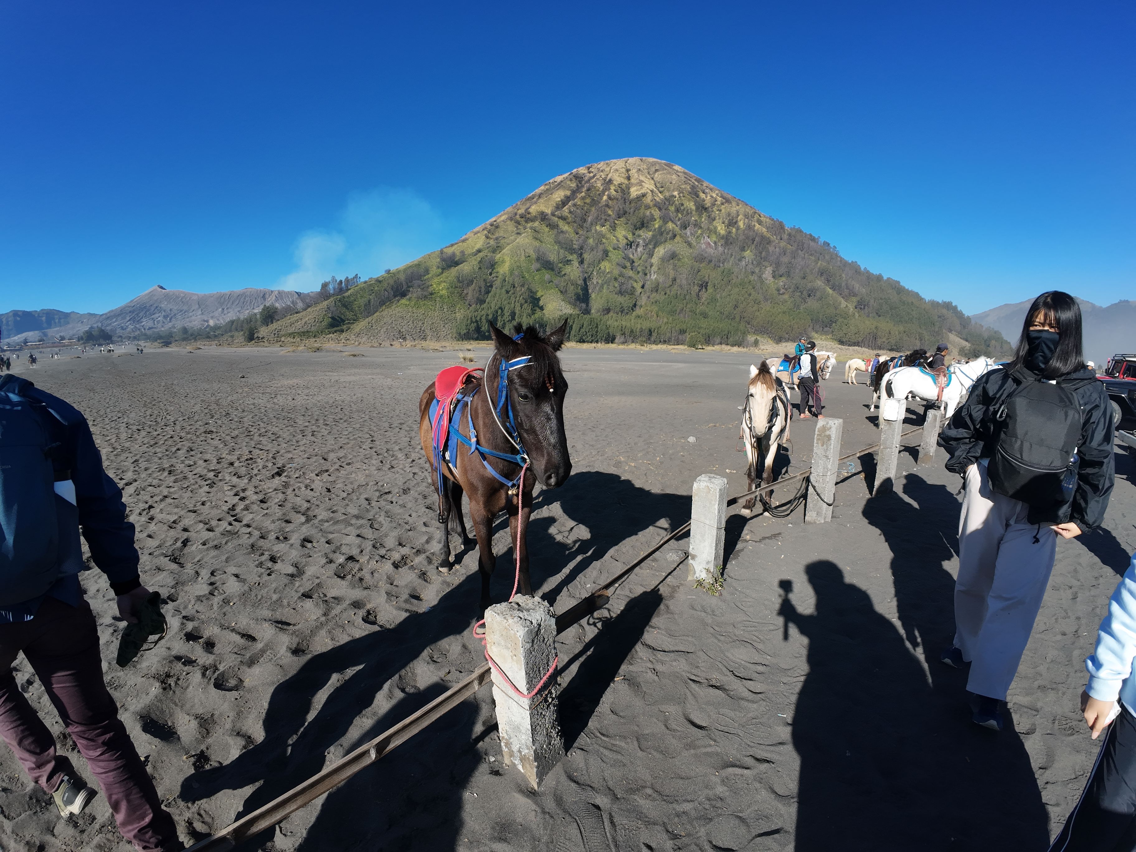 Horse at the sea of sand