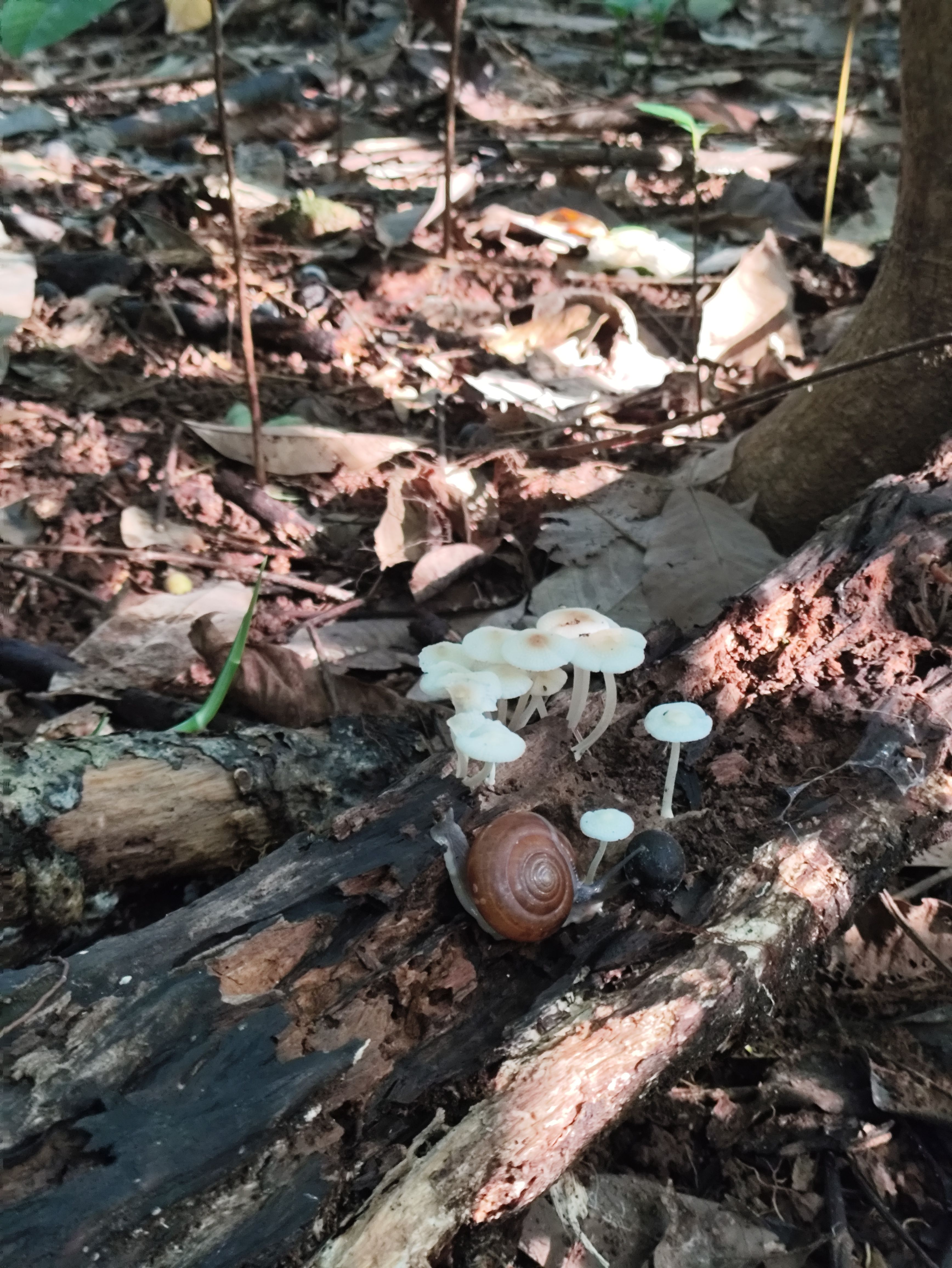 Snail and mushroom on fallen branch