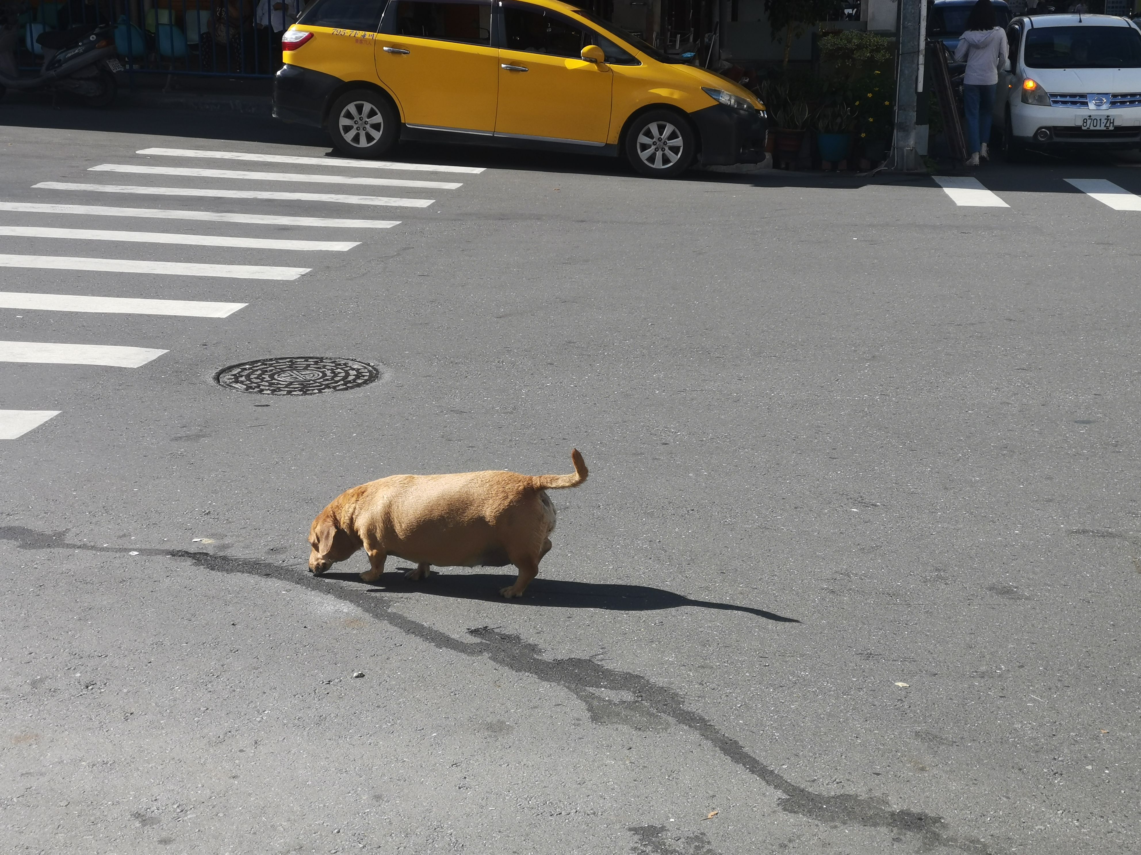 A dog