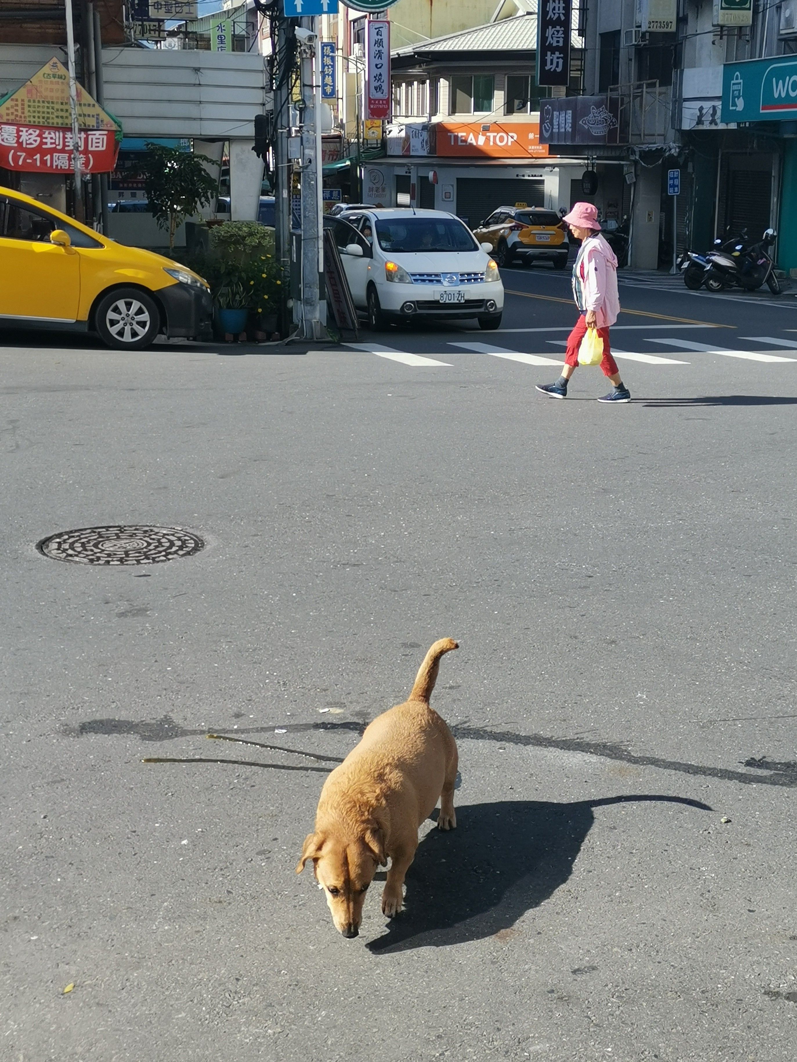 A dog