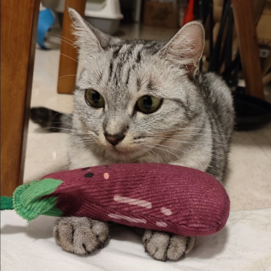 My cat.